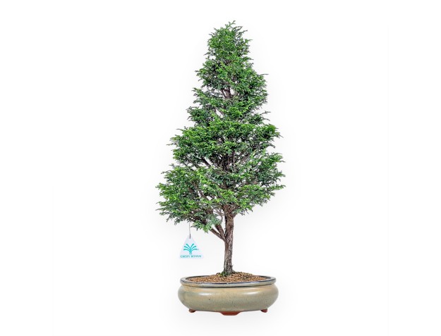 Bonsaï de Chamaecyparis obtusa %separator% %category%