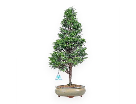 Bonsai di Chamaecyparis obtusa %separator% %category%