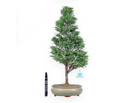Bonsai di Chamaecyparis obtusa %separator% %category%