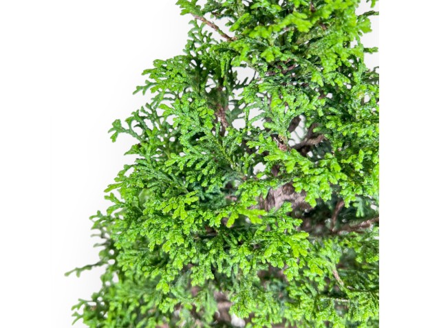 Bonsai van Chamaecyparis obtusa %separator% %category% 2