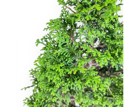 Bonsai di Chamaecyparis obtusa %separator% %category%
