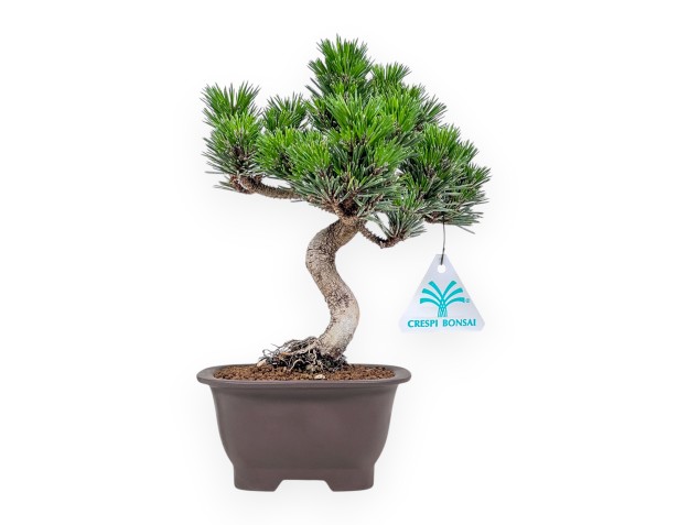 Pinus thunbergii Senjomaru bonsai %separator% %category%