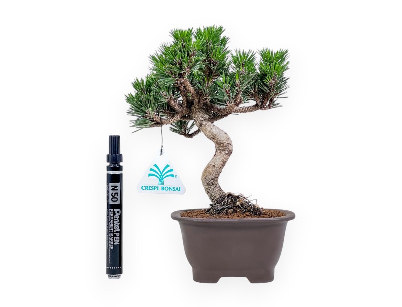 Bonsai aus Pinus thunbergii Senjomaru %separator% %category%