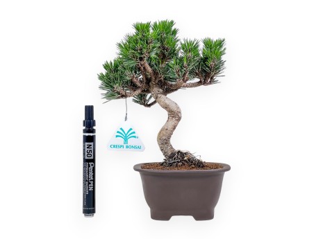 Pinus thunbergii Senjomaru bonsai %separator% %category%