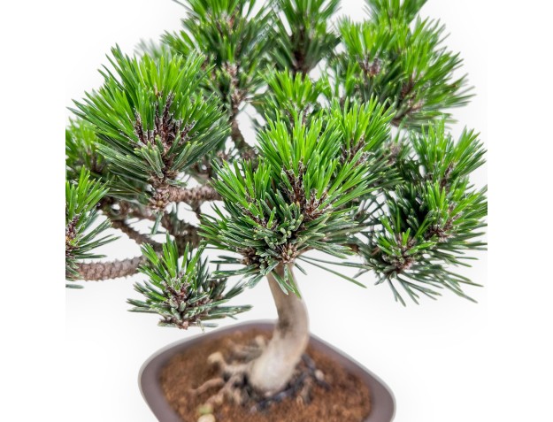 Bonsai aus Pinus thunbergii Senjomaru %separator% %category% 2