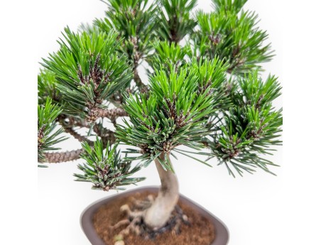 Bonsái de Pinus thunbergii senjomaru %separator% %category%