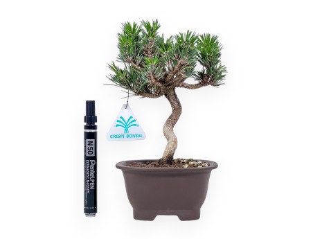 Bonsai aus Pinus thunbergii Senjomaru %separator% %category%