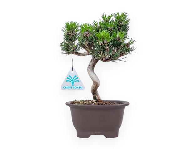 Bonsái de Pinus thunbergii senjomaru %separator% %category%