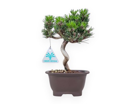 Bonsaï de Pinus thunbergii senjomaru %separator% %category%