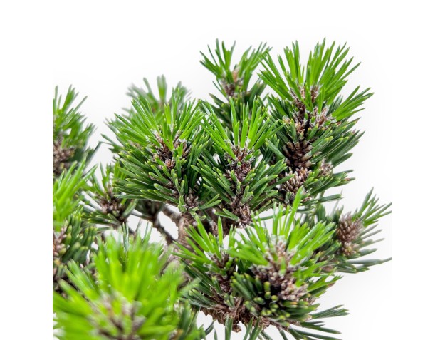 Bonsaï de Pinus thunbergii senjomaru %separator% %category% 2