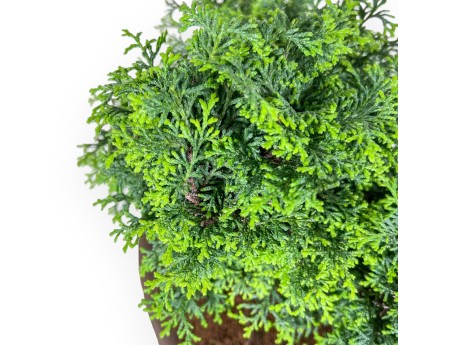 Bonsai di Chamaecyparis obtusa %separator% %category%