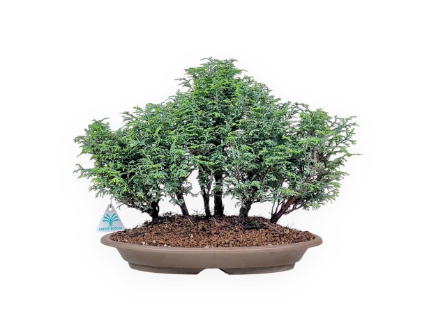 Bonsaï de Chamaecyparis obtusa %separator% %category%