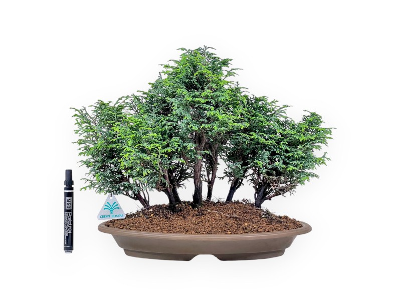 Bonsai di Chamaecyparis obtusa %separator% %category%