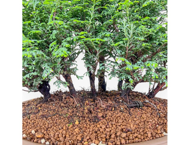 Bonsai di Chamaecyparis obtusa %separator% %category%