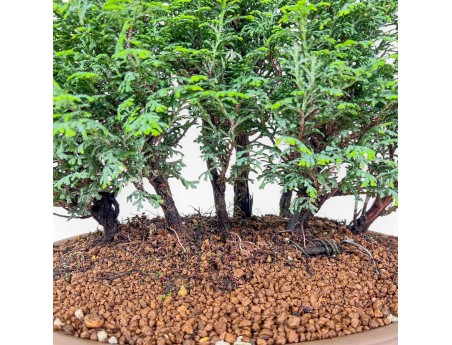 Bonsai di Chamaecyparis obtusa %separator% %category%