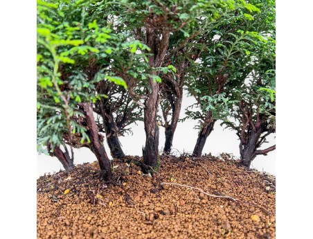 Bonsai di Chamaecyparis obtusa %separator% %category%