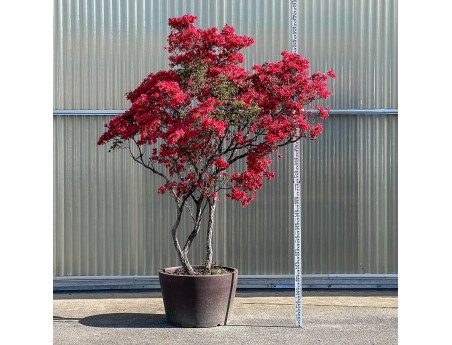 Rhododendron indicum kirishima %separator% %category%