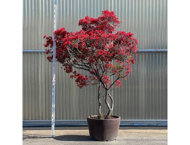 Rhododendron indicum kirishima %separator% %category%