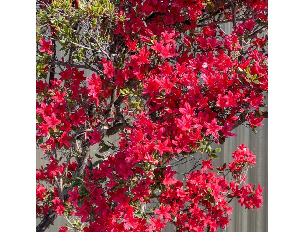 Rhododendron indicum kirishima %separator% %category% 2