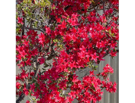 Rhododendron indicum kirishima %separator% %category%