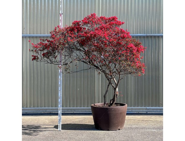 Rhododendron indicum kirishima %separator% %category%