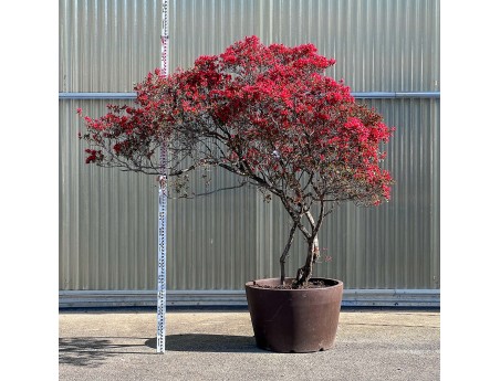 Rhododendron indicum kirishima %separator% %category%