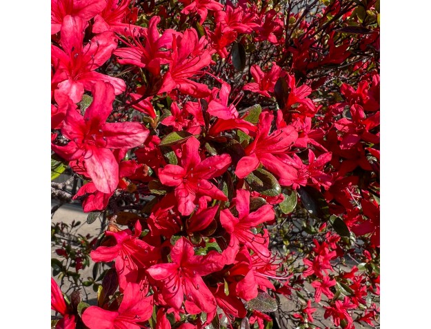 Rhododendron indicum kirishima %separator% %category% 2