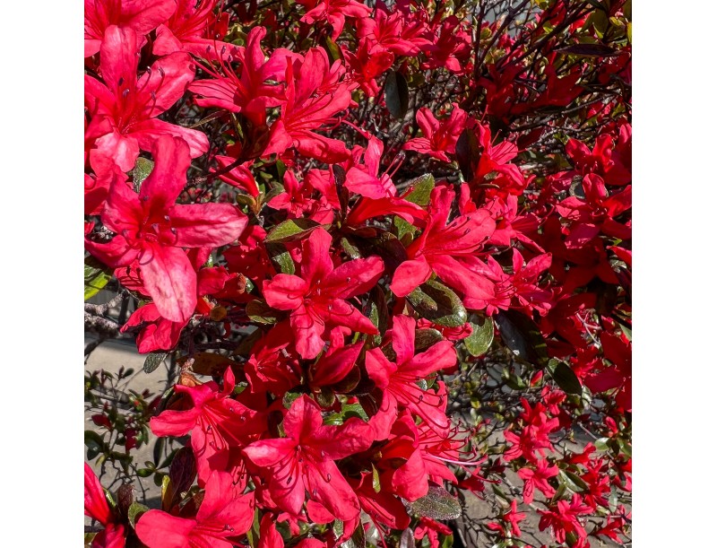 Rhododendron indicum kirishima %separator% %category%
