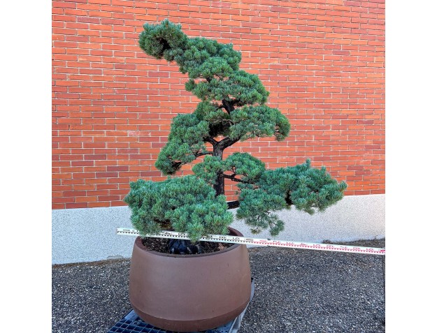 Pinus Pentaphylla %separator% %category% 2