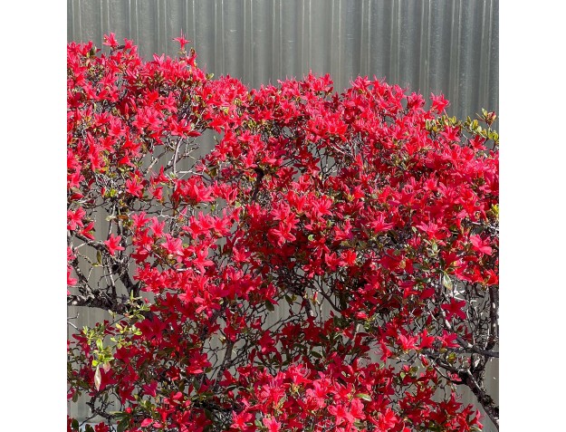 Rhododendron indicum kirishima %separator% %category% 2