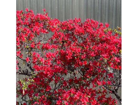Rhododendron indicum kirishima %separator% %category%