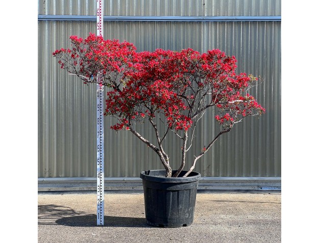 Rhododendron indicum kirishima %separator% %category%
