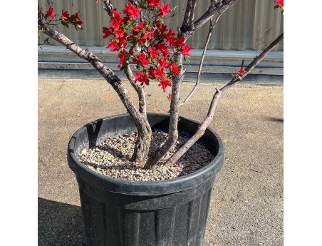 Rhododendron indicum kirishima %separator% %category%