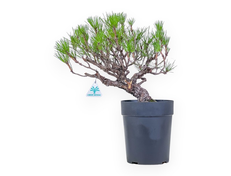 Bonsaï de Pinus thunbergii - Pin noir %separator% %category%