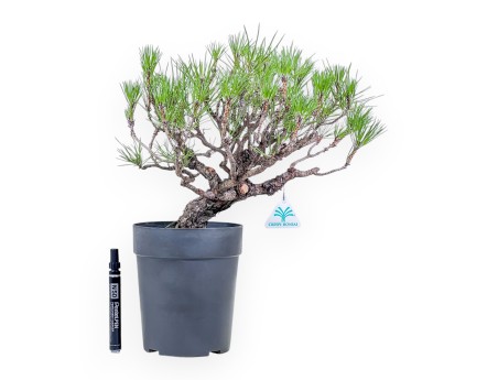 Bonsai aus Pinus thunbergii – Schwarzkiefer %separator% %category%