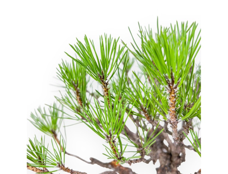 Pinus thunbergii bonsai – Black pine %separator% %category%