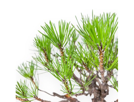Bonsai aus Pinus thunbergii – Schwarzkiefer %separator% %category%