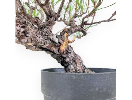 Bonsaï de Pinus thunbergii - Pin noir %separator% %category%
