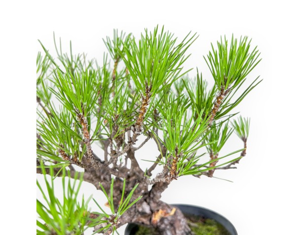 Pinus thunbergii bonsai – Black pine %separator% %category% 2