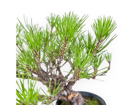 Bonsai van Pinus thunbergii - Zwarte den %separator% %category%