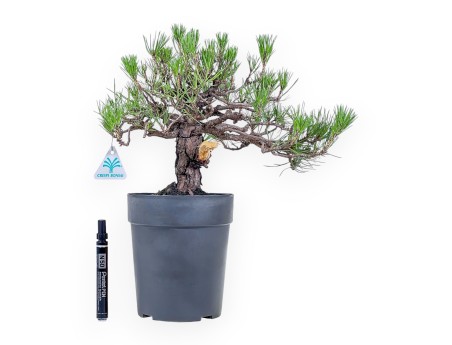 Bonsaï de Pinus thunbergii - Pin noir %separator% %category%