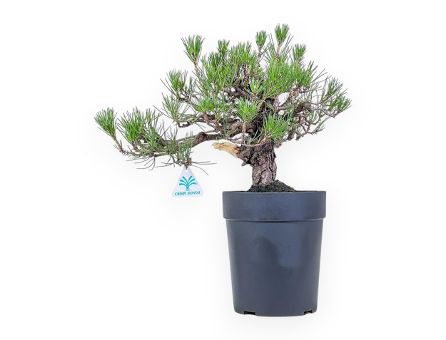 Bonsai di Pinus thunbergii - Pino nero %separator% %category%
