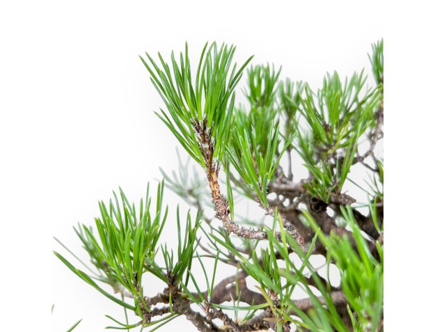 Bonsai van Pinus thunbergii - Zwarte den %separator% %category% 2