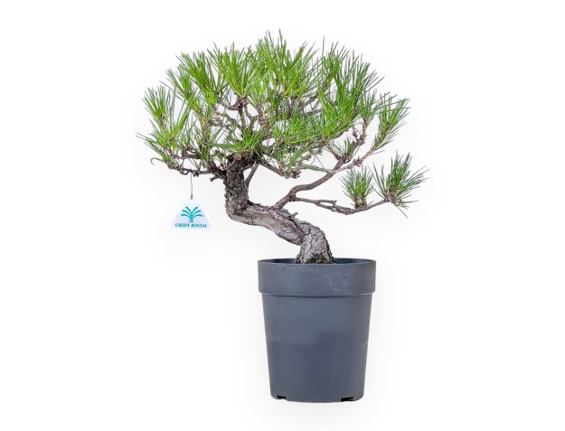 Bonsai van Pinus thunbergii - Zwarte den %separator% %category%
