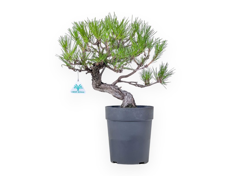 Bonsái de Pinus thunbergii - Pino negro %separator% %category%