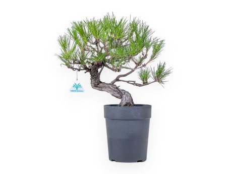 Bonsái de Pinus thunbergii - Pino negro %separator% %category%