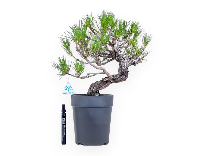 Bonsai di Pinus thunbergii - Pino nero %separator% %category%