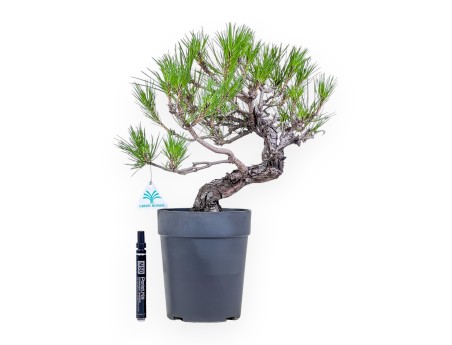 Bonsaï de Pinus thunbergii - Pin noir %separator% %category%