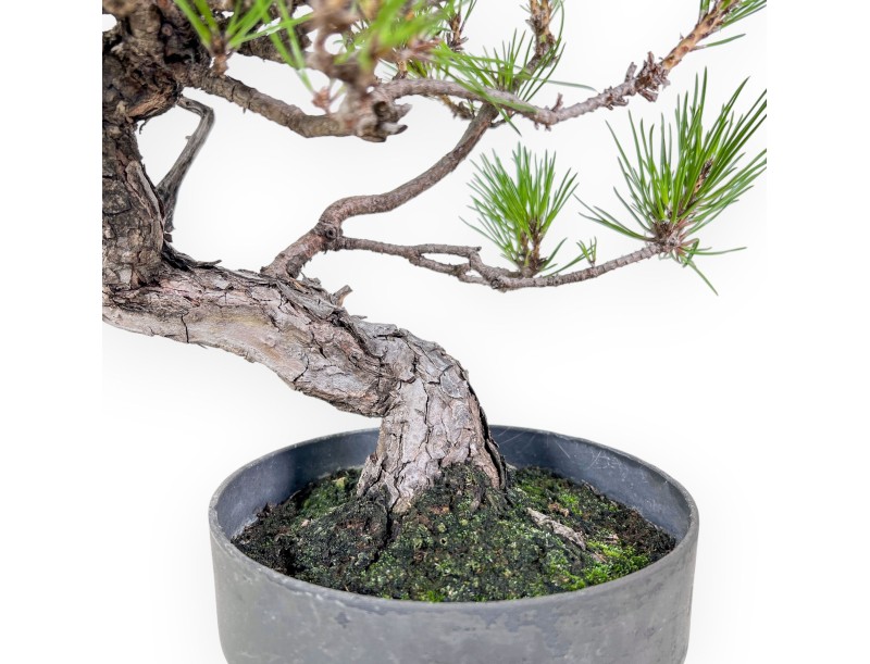 Pinus thunbergii bonsai – Black pine %separator% %category%