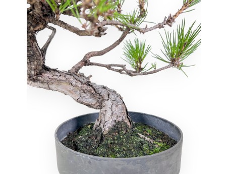 Bonsai di Pinus thunbergii - Pino nero %separator% %category%